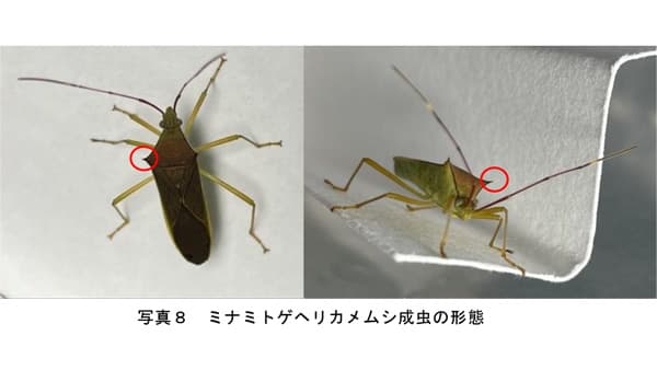 【特殊報】カンキツ、カキにミナミトゲヘリカメムシ　初めて確認　和歌山県