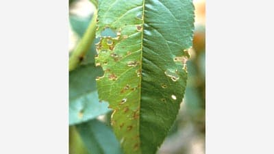 【防除情報】せん孔細菌病（もも）の発生に注意