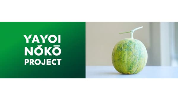 水耕栽培プロジェクトの第4期でメロン栽培を開始　インテリア用接着剤メーカーの新規事業　ヤヨイ化学工業