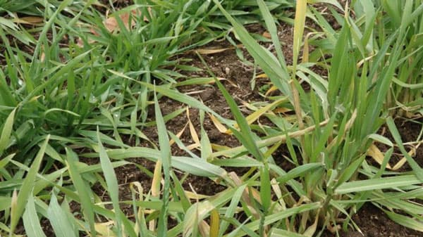 中国・九州地域の高冷地でも安定生産　早生・多収の秋播性二条オオムギ新品種を育成