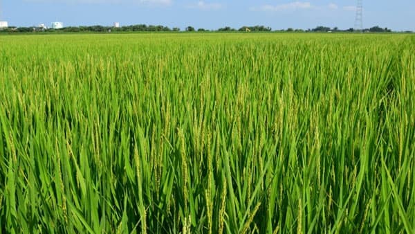 【注意報】水稲に斑点米カメムシ類　県内全域で多発のおそれ　愛知県