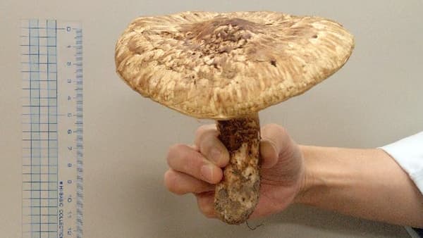 マツタケのゲノムを完全解読　希少化するマツタケ保全へ　かずさDNA研究所