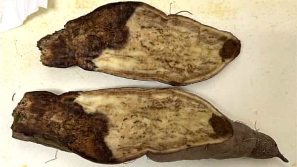 【特殊報】サツマイモ基腐病　府内で初めて確認　京都府