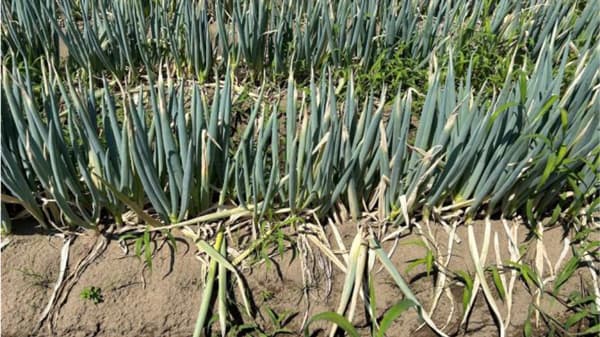 【注意報】ネギ軟腐病　県内全域で多発のおそれ　鳥取県