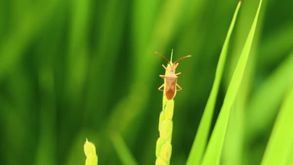 【注意報】水稲に斑点米カメムシ類　県下全域で多発のおそれ　茨城県