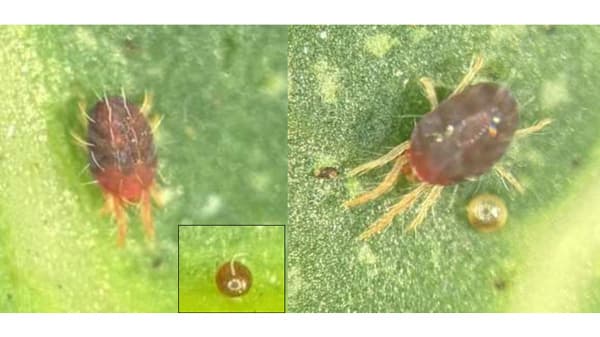 【注意報】マンゴーにハダニ類　宮古島で多発のおそれ　沖縄県