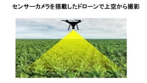 パーム農園の「ガノデルマ病害」モニタリング技術確立へ　ポーラスター・スペースと業務提携　花王