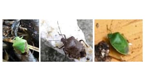 果樹カメムシ類　府内全域で多発の予想