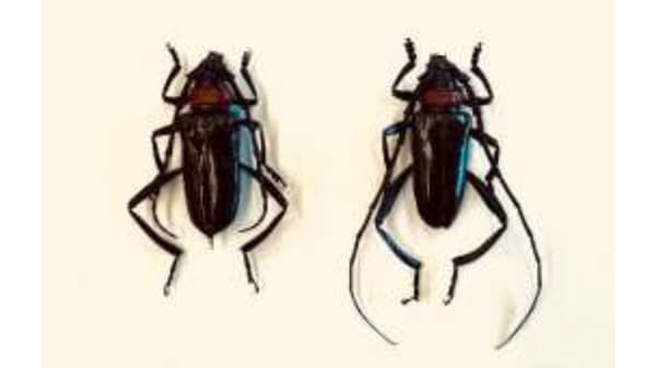 【特殊報】ウメにクビアカツヤカミキリ　府内で初めて確認　京都府