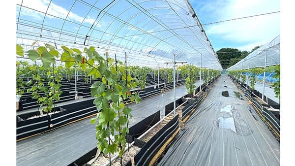 TOWING「宙炭」活用　根域制限栽培によるシャインマスカット栽培実証開始　日本農業