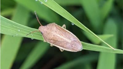 【注意報】早期水稲に斑点米カメムシ類　栽培地域で多発のおそれ　熊本県