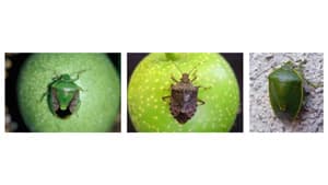 果樹カメムシ類　県内全域で平年より多発を懸念