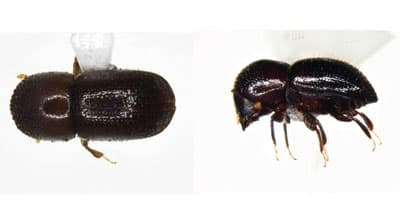 【特殊報】マンゴーにナンヨウキクイムシ　県内で初めて確認　宮崎県