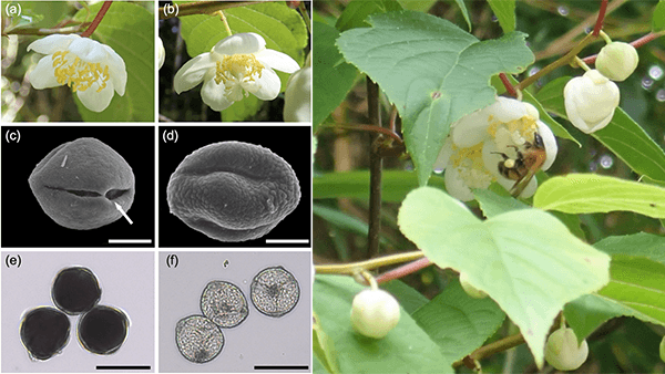 マタタビはハチを欺く？雌花は栄養価の低い偽花粉で資源を節約　岐阜大学