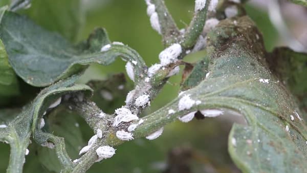 トマトにクロテンコナカイガラムシ　県内で初めて確認