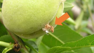 【注意報】モモ、スモモ、ナシにナシヒメシンクイ　県北部で多発のおそれ　和歌山県