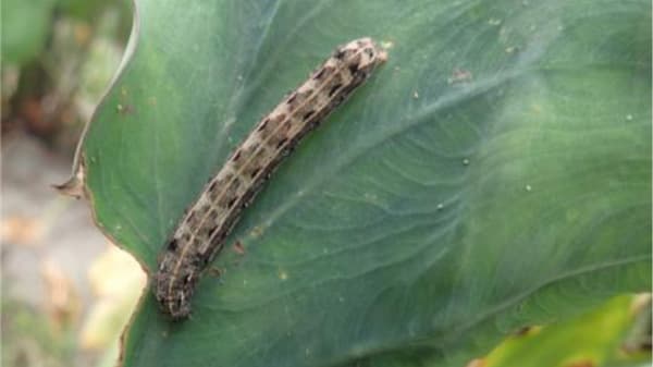 【注意報】露地野菜、施設野菜、花き類などにハスモンヨトウ　県下全域で多発のおそれ　高知県