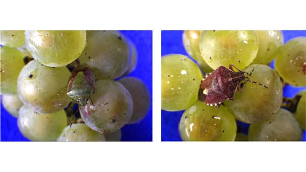 【注意報】果樹に大型カメムシ類　果実被害多発のおそれ　北海道