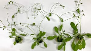 「リン酸」の吸収・利用効率を高める新手法開発　肥料低減で農業へ応用に期待　東京工科大