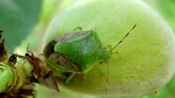 果樹カメムシ類　被害多発のおそれ