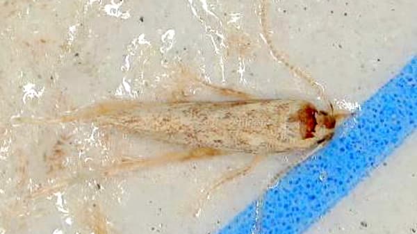 トマトキバガ　県内で初めて発生を確認