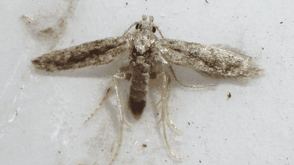 【特殊報】トマトキバガ　府内で初めて確認　大阪府