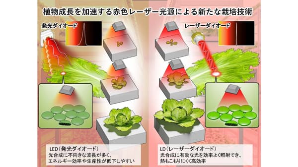赤色LDが拓く次世代植物工場の光戦　略植物の光合成と成長を飛躍的に促進　東京大学