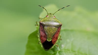 【注意報】ナシ、カキ、カンキツに果樹カメムシ類　県内全域でやや多発　愛知県
