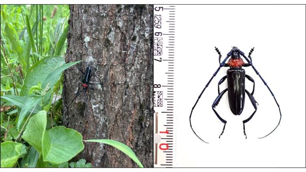 【特殊報】クビアカツヤカミキリ　県内で初めて確認　滋賀県