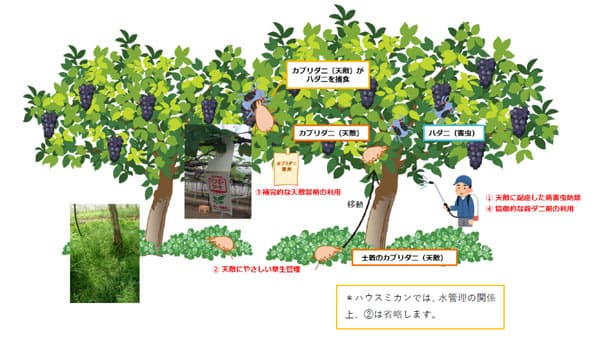 ブドウ・ミカン施設栽培用「天敵を主体とした果樹のハダニ類防除体系標準作業手順書」公開　農研機構