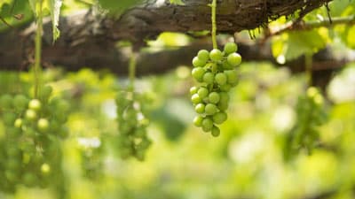 【注意報】ナシ、ブドウなどに果樹カメムシ類　都内全域で多発のおそれ　東京都