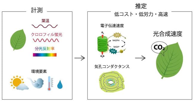 葉の光合成速度の低コスト・低労力・高速推定法を開発　農研機構