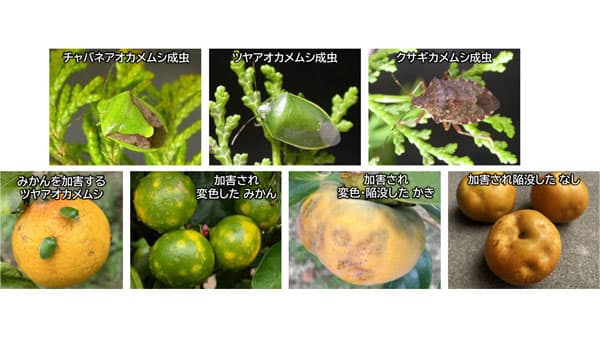【注意報】かんきつ、びわ、落葉果樹に果樹カメムシ類　県内全域で多発のおそれ　静岡県