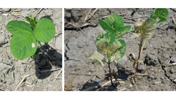 【注意報】大豆、野菜類などにハスモンヨトウ　県下全域で多発のおそれ　岐阜県