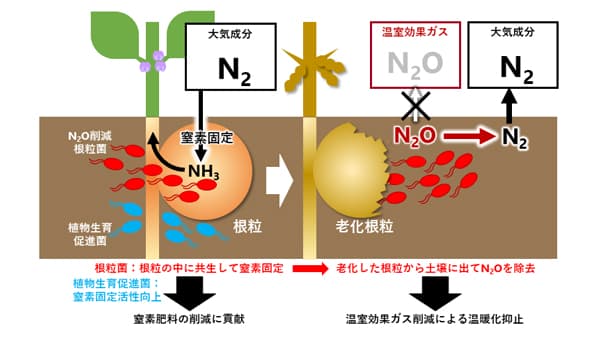 高い温室効果ガス削減能力を有する根粒菌の謎を解明　農研機構
