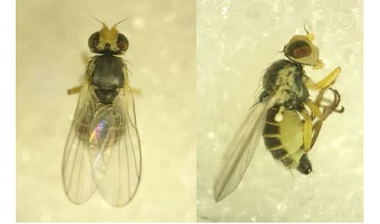 ネギハモグリバエB系統　県内で初めて確認