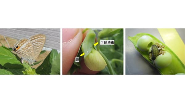 【注意報】サヤエンドウ、実エンドウにウラナミシジミ　日高地域で多発のおそれ　和歌山県