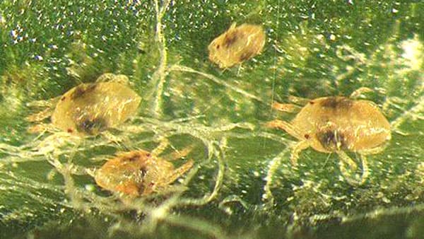 県内のりんご園地でハダニ類が広く発生　速やかに防除を