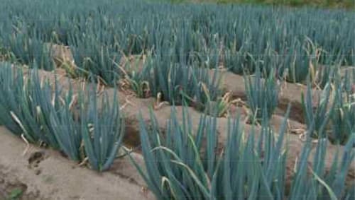 ネギ黒腐菌核病　県内で初めて確認