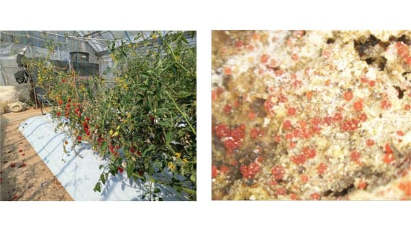 【特殊報】トマト立枯病　県内で初めて確認　和歌山県