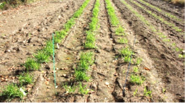 越冬耐性の強い新たなビール大麦　品種開発を開始　サッポロビール