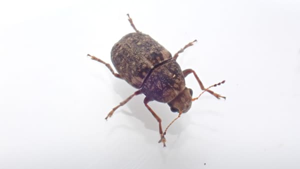 【特殊報】温州みかん（施設栽培）にワタミヒゲナガゾウムシ確認　静岡県