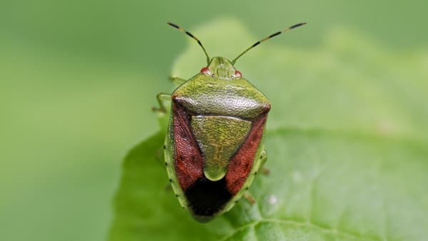 【注意報】カキ、かんきつ類、ナシに果樹カメムシ類　県内全域で多発のおそれ　三重県