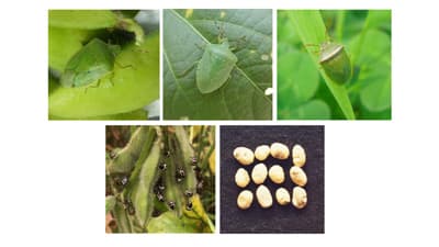 【注意報】大豆に吸実性カメムシ類　美濃地域で多発のおそれ　岐阜県