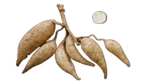 低温糊化性でん粉原料用　サツマイモ新品種「こなみらい」育成　農研機構