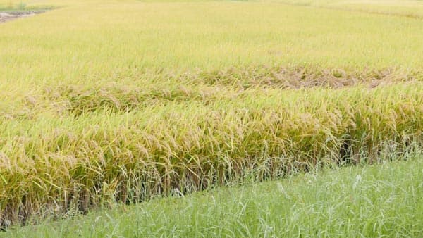 イネ縞葉枯病　県西地域、県南の一部地域で発生