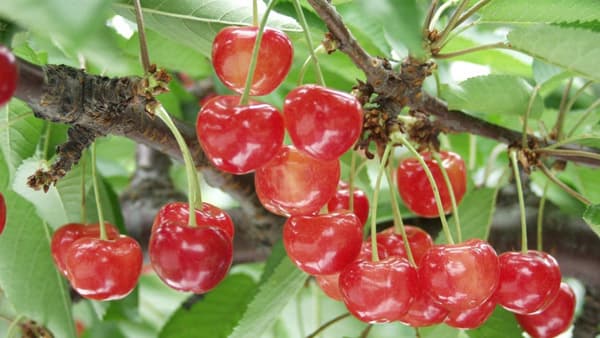 さくらんぼ大玉生産技術で輸出拡大へ　山形県農業総合研究センターなどの成果を紹介　生研支援センター