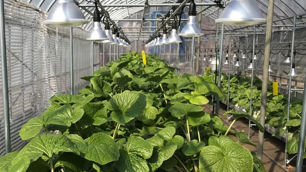 持続可能なスパイスやハーブの調達へ　超省資源型栽培の実証実験を開始　エスビー食品