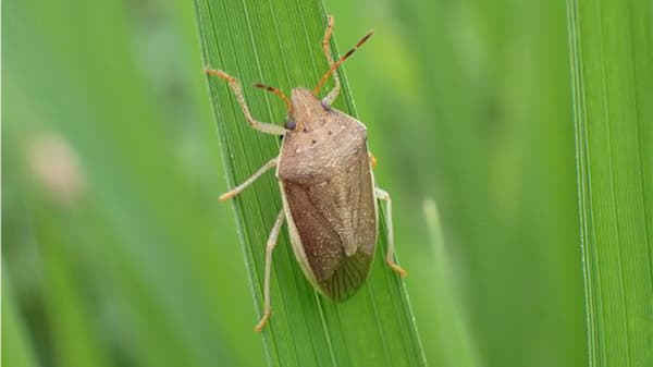 【注意報】水稲に斑点米カメムシ類　県下全域で多発のおそれ　岐阜県