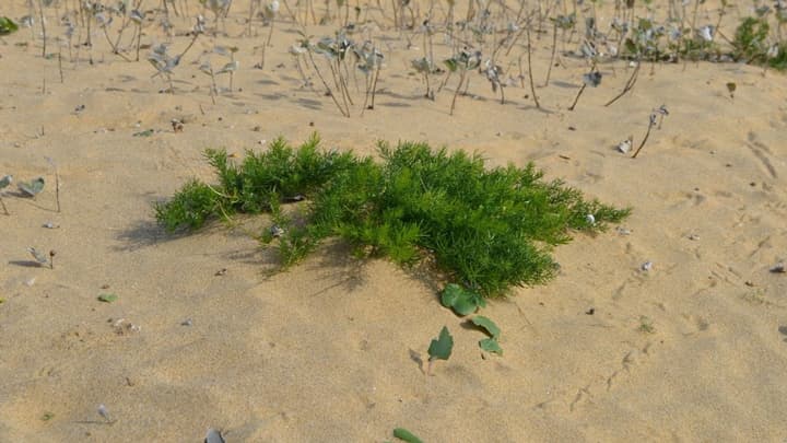 アスパラガスの種間交雑で品種育成へ「ハマタマボウキ」のゲノムを解読　かずさDNA研究所